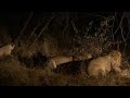 Lions fight for a bite