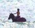 KOKOU horses and Sarah swimming in the sea