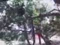 videos de Macaco