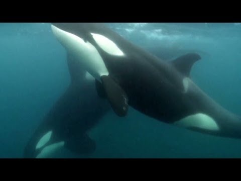 The backlash after 'Blackfish'