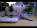 Krazy Kitten goes undercover
