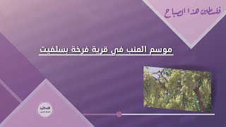 موسم العنب في قرية فرخة بسلفيت