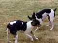 My Rat Terriers at Play