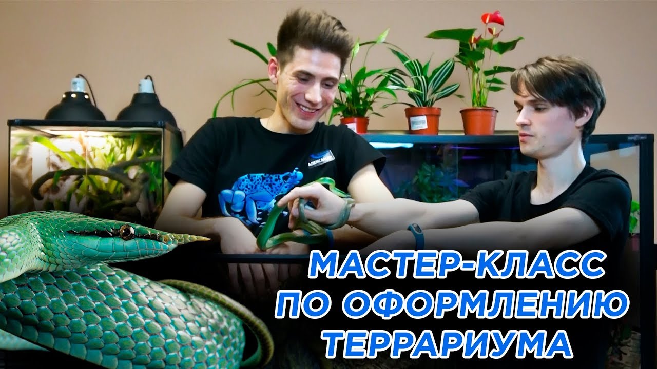 Мастер-класс по оформлению террариума для Носатого полоза Буланже