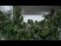 Weed Growing Closet - 1 Week from Harvest! Growing Marijuana Indoors!