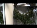 Weed Growing Closet - 1 Week from Harvest! Growing Marijuana Indoors!