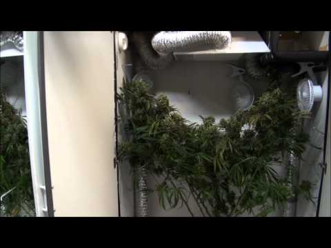 how to grow weed and harvest it