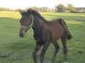 quaterback stute , foal