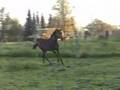 quaterback stute , foal