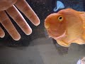 Friendly Parrot Fish