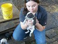 Free puppies, so cute. Free puppies, so cute.