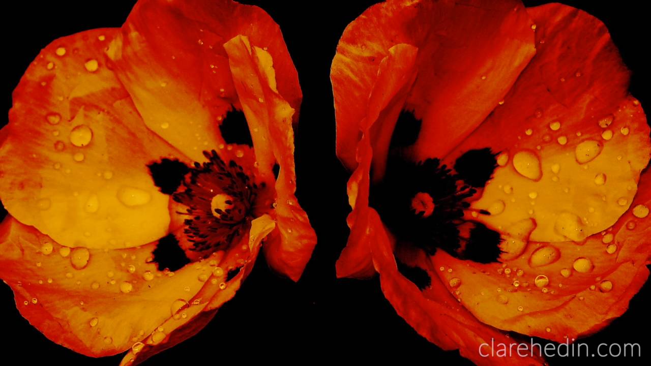 Orange Nature - Sound Art Meditation