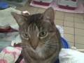 videos de Sienna waits for Adoption