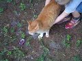 Logan with New Cat Garfield