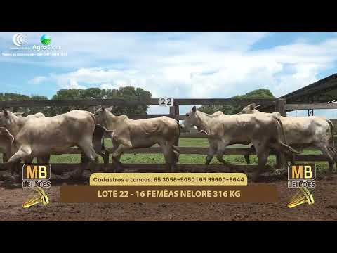 523� LEIL�O VIRTUAL MB LEIL�ES