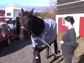 Horse shakes her head Horse shakes her head