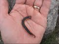 centipedes are fascinating creatures with a long history as one of the planet's most successful invertebrate predators. centipedes typically shun the light of day and will most often be found resting safe under rocks, logs and other dark and damp places until night falls and they come out to hunt and find mates. the japanese giant centipede is an animal worthy of respect, and wise japanese farmers know to handle these animals with caution when they encounter them in the field or discover the leggy animal within their futon bedding. centipedes are called mukade (??) or omukade in japanese and the king of all mukade in japan is certainly the japanese giant centipede (scolopendra subspinipes mutilans). scolopendra centipedes can live as long as 10 years though it takes nearly 4 years for them to reach adult size. centipedes of this group can grow to a length of 19 centimeters (7.5 inches) and are found in warm climates throughout the world. these large centipedes are popular as terrarium animals and are often sold under the name vietnamese centipede.