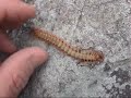 centipedes are fascinating creatures with a long history as one of the planet's most successful invertebrate predators. centipedes typically shun the light of day and will most often be found resting safe under rocks, logs and other dark and damp places until night falls and they come out to hunt and find mates. the japanese giant centipede is an animal worthy of respect, and wise japanese farmers know to handle these animals with caution when they encounter them in the field or discover the leggy animal within their futon bedding. centipedes are called mukade (??) or omukade in japanese and the king of all mukade in japan is certainly the japanese giant centipede (scolopendra subspinipes mutilans). scolopendra centipedes can live as long as 10 years though it takes nearly 4 years for them to reach adult size. centipedes of this group can grow to a length of 19 centimeters (7.5 inches) and are found in warm climates throughout the world. these large centipedes are popular as terrarium animals and are often sold under the name vietnamese centipede.