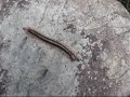 centipedes are fascinating creatures with a long history as one of the planet's most successful invertebrate predators. centipedes typically shun the light of day and will most often be found resting safe under rocks, logs and other dark and damp places until night falls and they come out to hunt and find mates. the japanese giant centipede is an animal worthy of respect, and wise japanese farmers know to handle these animals with caution when they encounter them in the field or discover the leggy animal within their futon bedding. centipedes are called mukade (??) or omukade in japanese and the king of all mukade in japan is certainly the japanese giant centipede (scolopendra subspinipes mutilans). scolopendra centipedes can live as long as 10 years though it takes nearly 4 years for them to reach adult size. centipedes of this group can grow to a length of 19 centimeters (7.5 inches) and are found in warm climates throughout the world. these large centipedes are popular as terrarium animals and are often sold under the name vietnamese centipede.