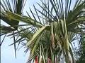 videos de Tropisch Vordenstein  5 - Trachycarpus Fortuneli, Salvia San