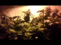 Led vs hps day 50/55 of flower unknown blueberry
