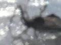 Unbelievably Horrifying Freakishly Terrifying Bug