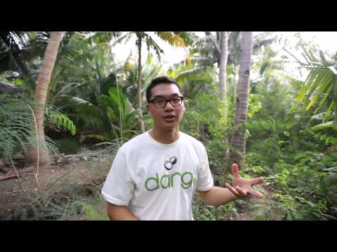 how to fertilize coconut trees