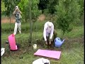 How to Plant a Tree How to Plant a Tree