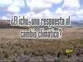 El ichu