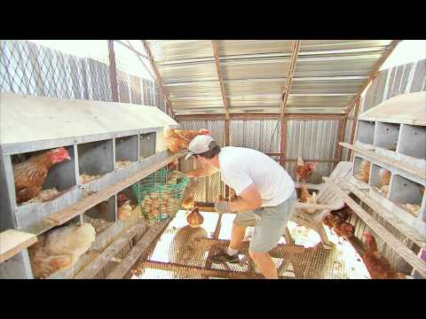 how to collect chicken eggs