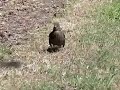 Butterfly flight between leaves