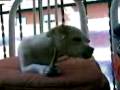 videos de bianka ke magna
