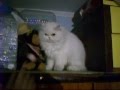 videos de Dia de um gato!