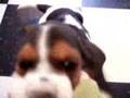 Basset Hound video