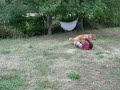 Jack el Violador de Caburga, Collie
