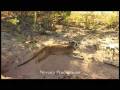 videos de Meerkats .:Crushcrushcrush:.
