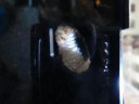 Flower Beetle Pupation...Day 6