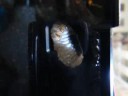 Flower Beetle Pupation...Day 6