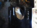Flower Beetle Pupation...Day 6