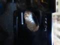 Flower Beetle Pupation...Day 6