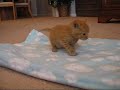 Feline Cerebellar Hypoplasia Feline Cerebellar Hypoplasia