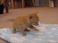Feline Cerebellar Hypoplasia 