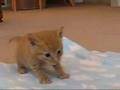 Feline Cerebellar Hypoplasia Gordon