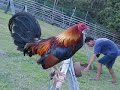 ROOSTER COLLECTION IN ZAMBOANGA CITY-PHIL
