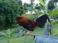 ROOSTER COLLECTION IN ZAMBOANGA CITY-PHIL