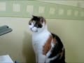 Кот против принтера
