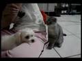 Kedi köpeğe tırmık atarsa... Yaramaz kedi ve köpek
