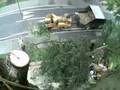 Horse chestnut tree removal 1