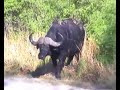 Lions attacking buffalo