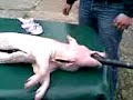 tueur de cochon . Killer of pig